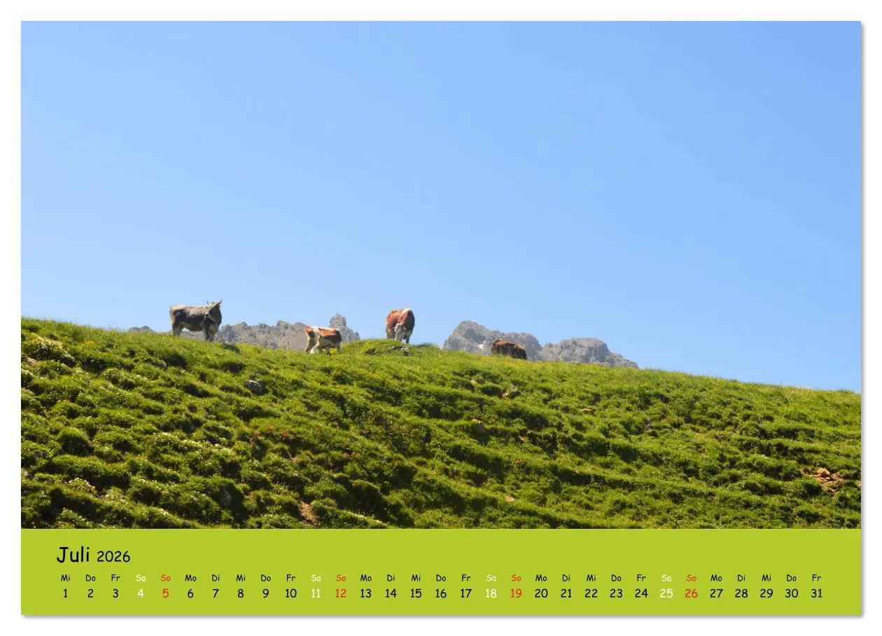 Bild: 9783516629149 | Kühe - Schönheiten der Alpen (Wandkalender 2026 DIN A3 quer),...