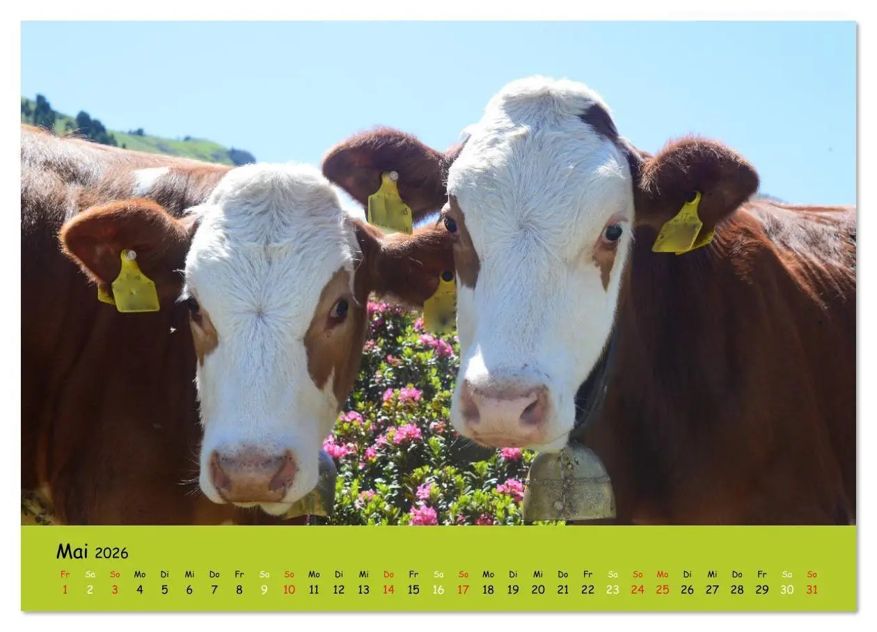 Bild: 9783516629149 | Kühe - Schönheiten der Alpen (Wandkalender 2026 DIN A3 quer),...