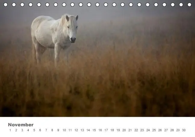 Bild: 9783664659449 | Islandpferde: Gefährten der Wikinger (Tischkalender immerwährend...