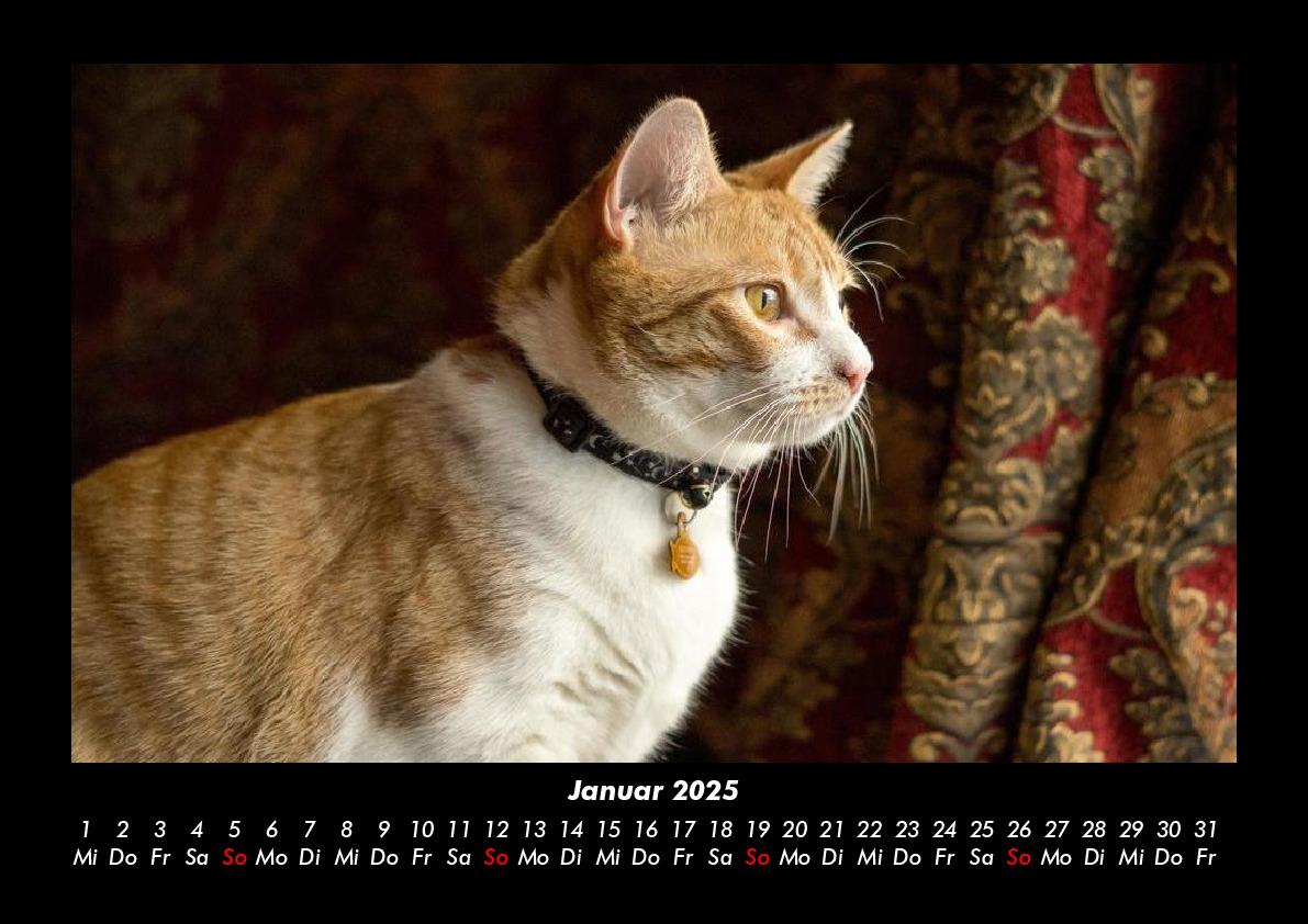 Bild: 9783755979449 | Katzen 2025 Fotokalender DIN A3 | Tobias Becker | Kalender | Kalender