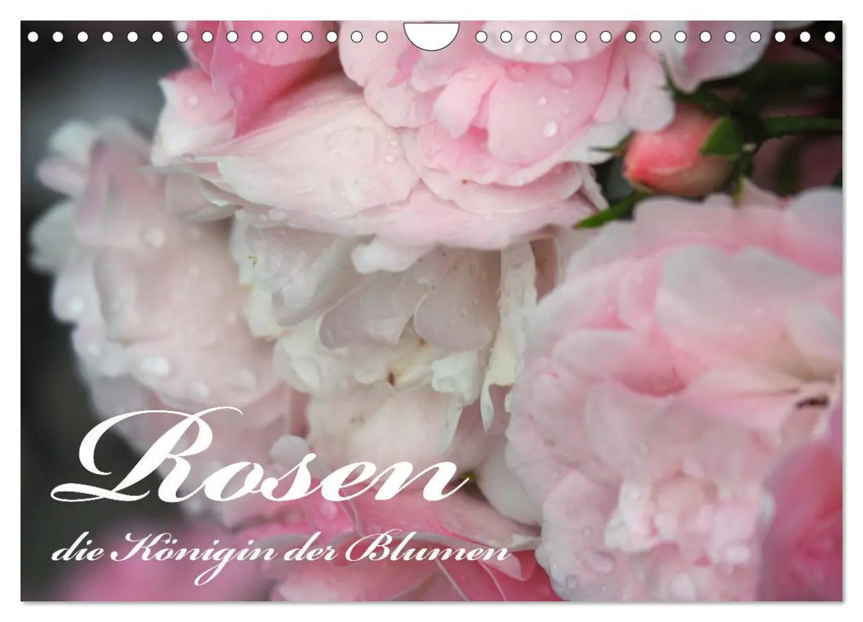 Cover: 9783457739549 | Rosen, die Königin der Blumen (Wandkalender 2026 DIN A4 quer),...