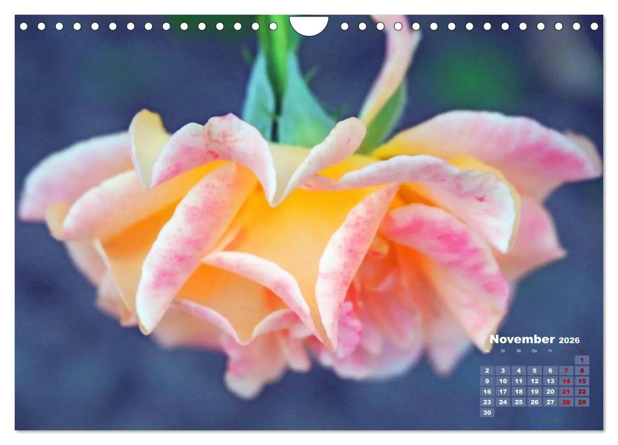 Bild: 9783457739549 | Rosen, die Königin der Blumen (Wandkalender 2026 DIN A4 quer),...
