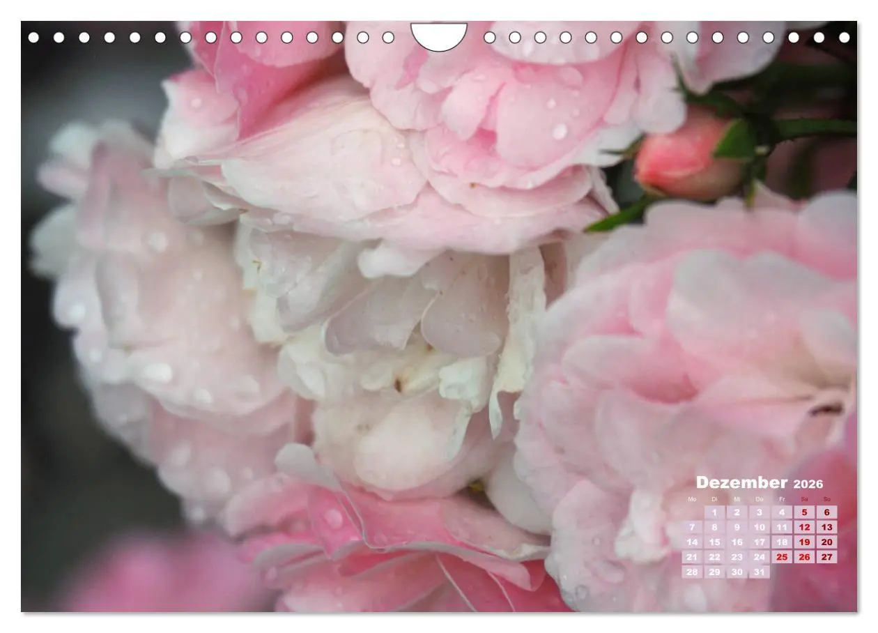 Bild: 9783457739549 | Rosen, die Königin der Blumen (Wandkalender 2026 DIN A4 quer),...