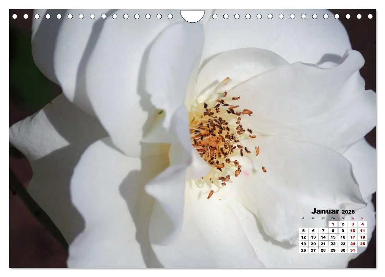 Bild: 9783457739549 | Rosen, die Königin der Blumen (Wandkalender 2026 DIN A4 quer),...
