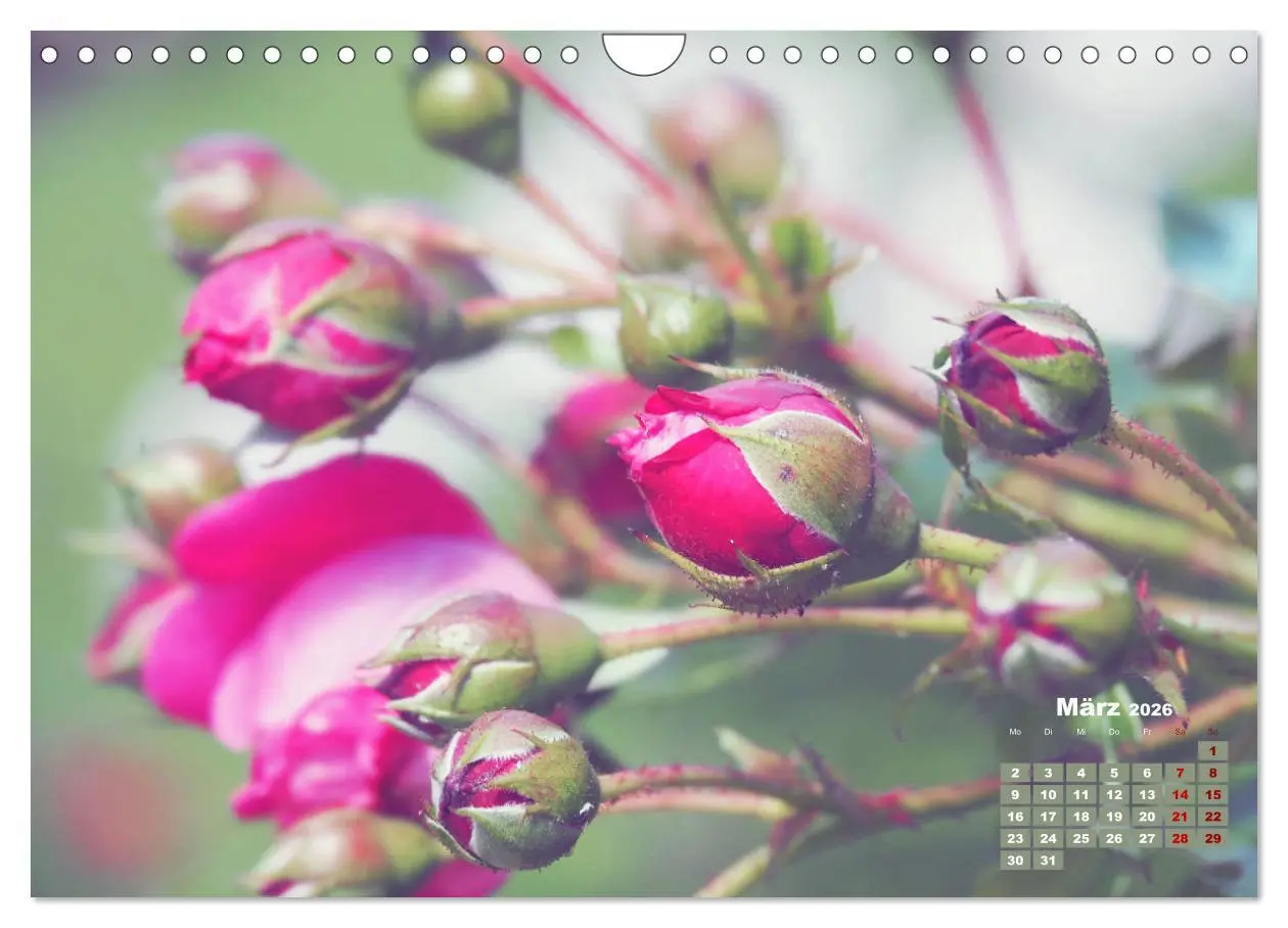 Bild: 9783457739549 | Rosen, die Königin der Blumen (Wandkalender 2026 DIN A4 quer),...