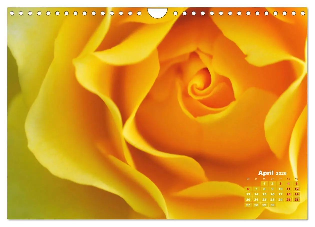 Bild: 9783457739549 | Rosen, die Königin der Blumen (Wandkalender 2026 DIN A4 quer),...