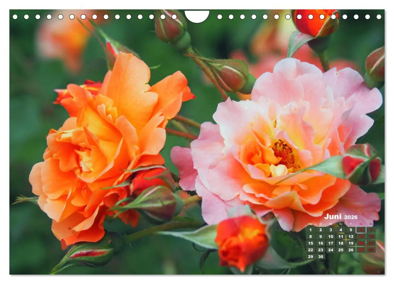 Bild: 9783457739549 | Rosen, die Königin der Blumen (Wandkalender 2026 DIN A4 quer),...
