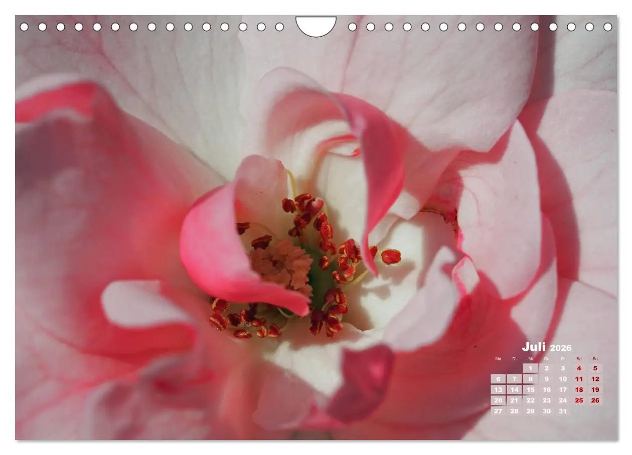 Bild: 9783457739549 | Rosen, die Königin der Blumen (Wandkalender 2026 DIN A4 quer),...