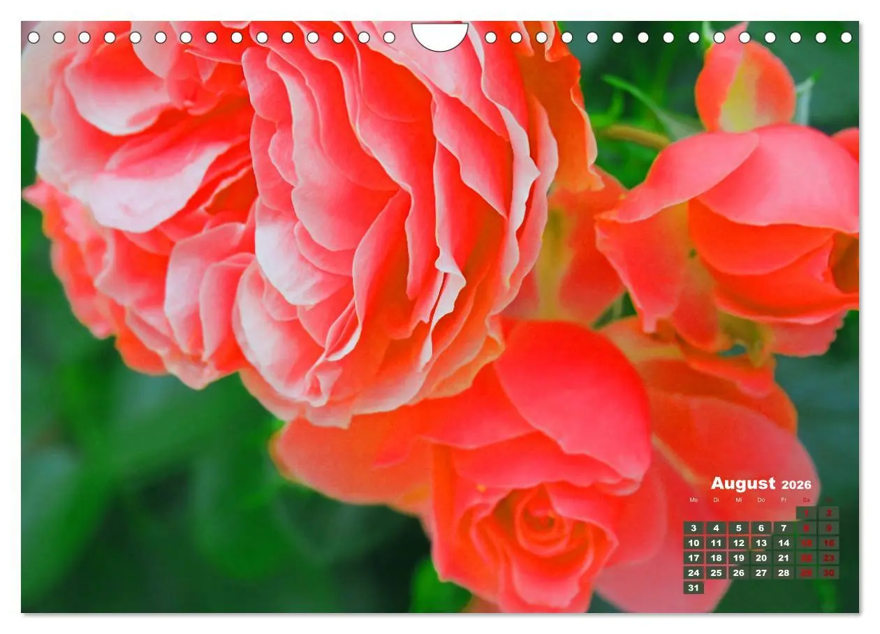 Bild: 9783457739549 | Rosen, die Königin der Blumen (Wandkalender 2026 DIN A4 quer),...