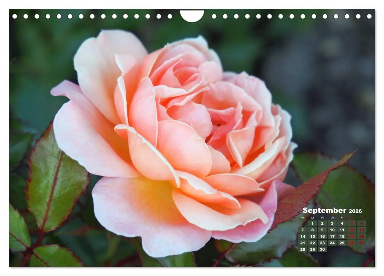 Bild: 9783457739549 | Rosen, die Königin der Blumen (Wandkalender 2026 DIN A4 quer),...
