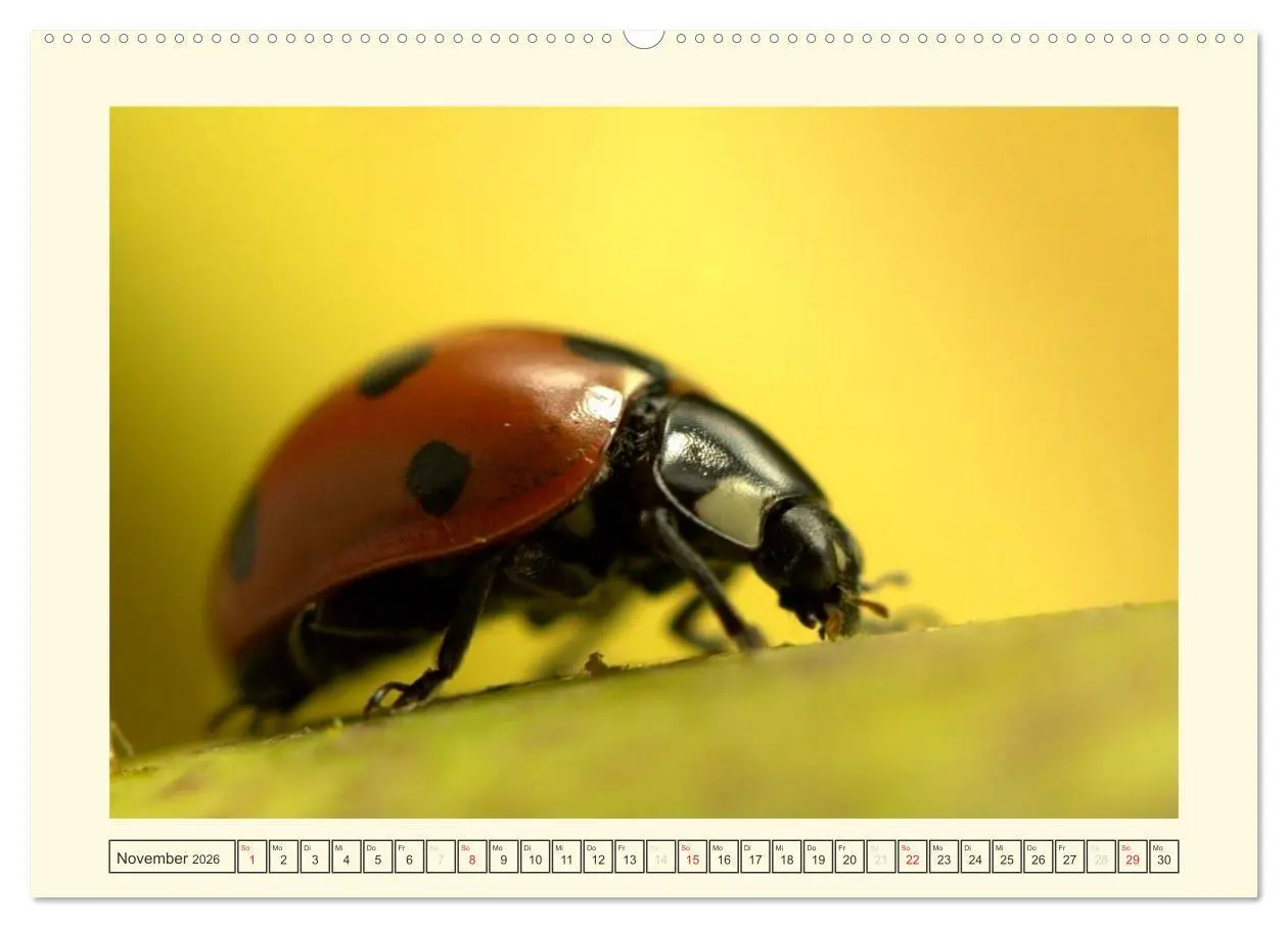 Bild: 9783516139549 | Marienkäfer / 2026 (hochwertiger Premium Wandkalender 2026 DIN A2...