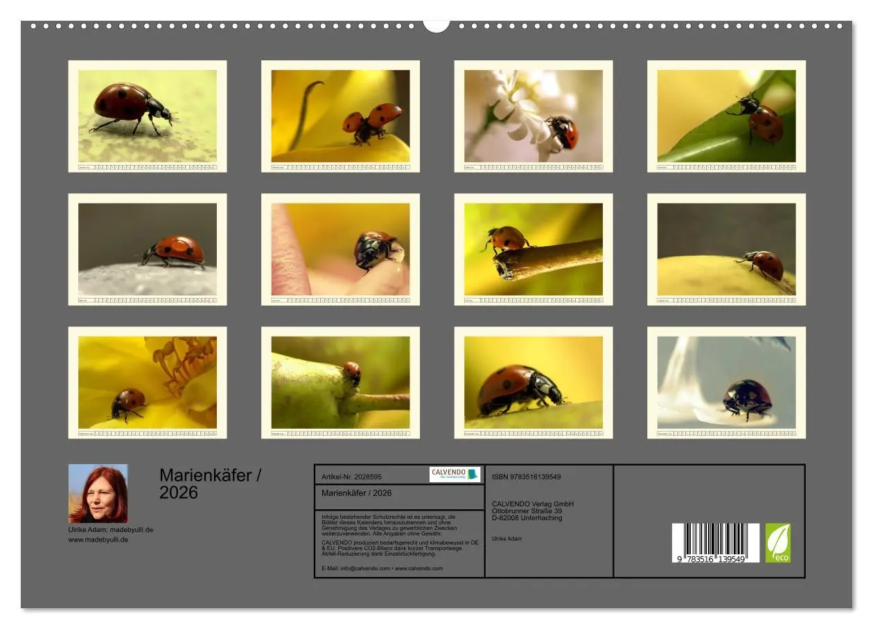 Bild: 9783516139549 | Marienkäfer / 2026 (hochwertiger Premium Wandkalender 2026 DIN A2...