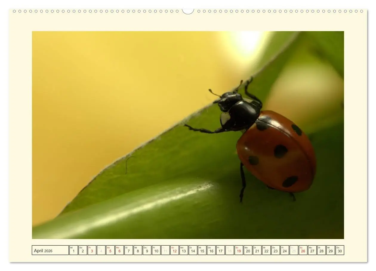 Bild: 9783516139549 | Marienkäfer / 2026 (hochwertiger Premium Wandkalender 2026 DIN A2...