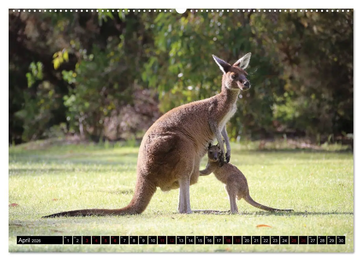 Bild: 9783457729649 | West-Australien (hochwertiger Premium Wandkalender 2026 DIN A2...