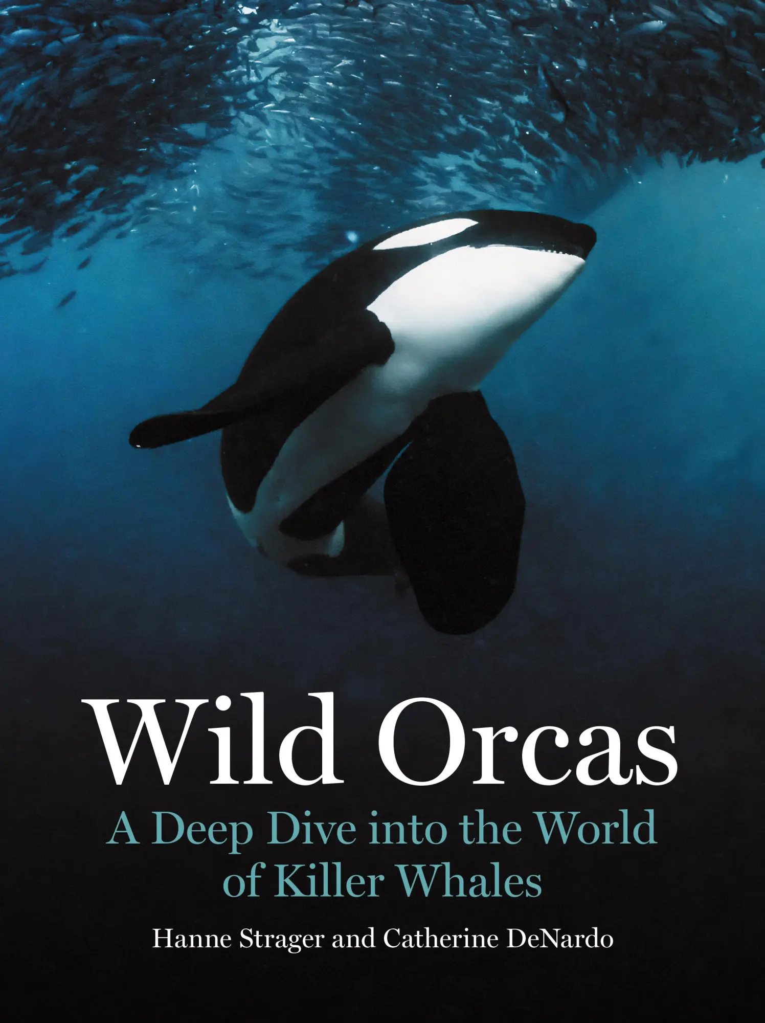 Cover: 9780691269849 | Wild Orcas | A Deep Dive into the World of Killer Whales | Buch | 2026