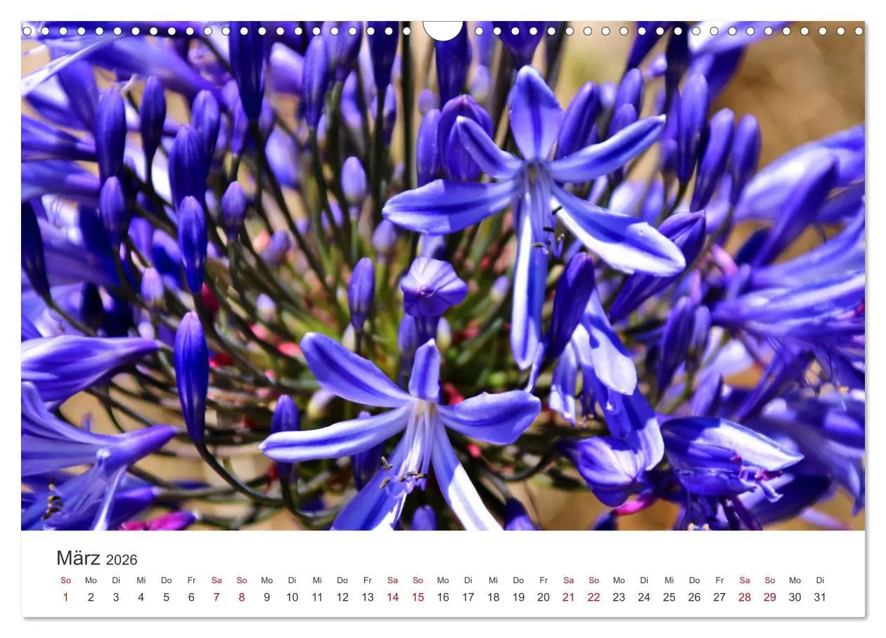 Bild: 9783457639849 | Madeira - Eine wunderschöne Perle im Atlantik (Wandkalender 2026...