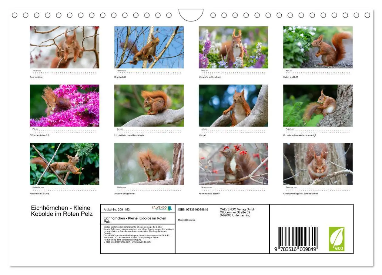 Bild: 9783516039849 | Eichhörnchen - Kleine Kobolde im Roten Pelz (Wandkalender 2026 DIN...