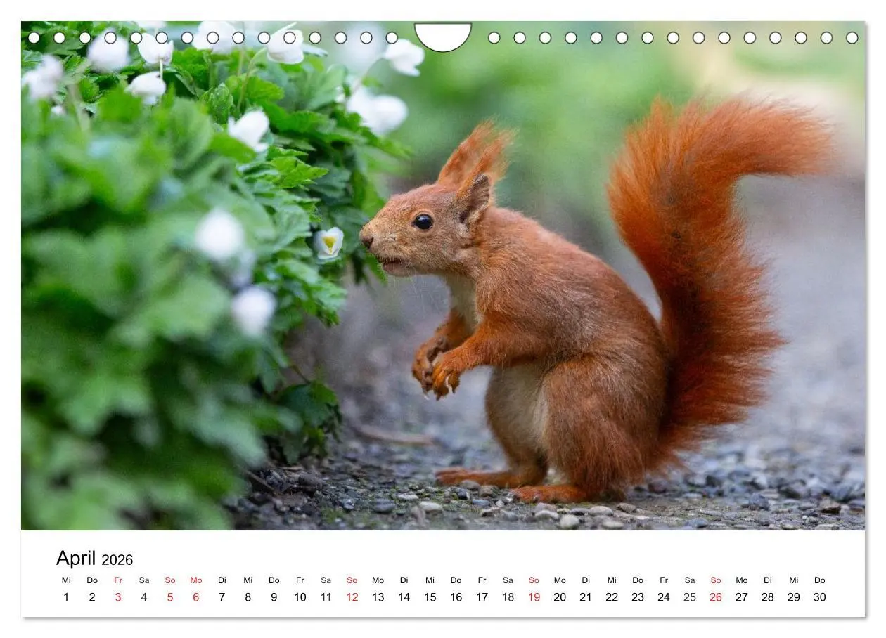 Bild: 9783516039849 | Eichhörnchen - Kleine Kobolde im Roten Pelz (Wandkalender 2026 DIN...