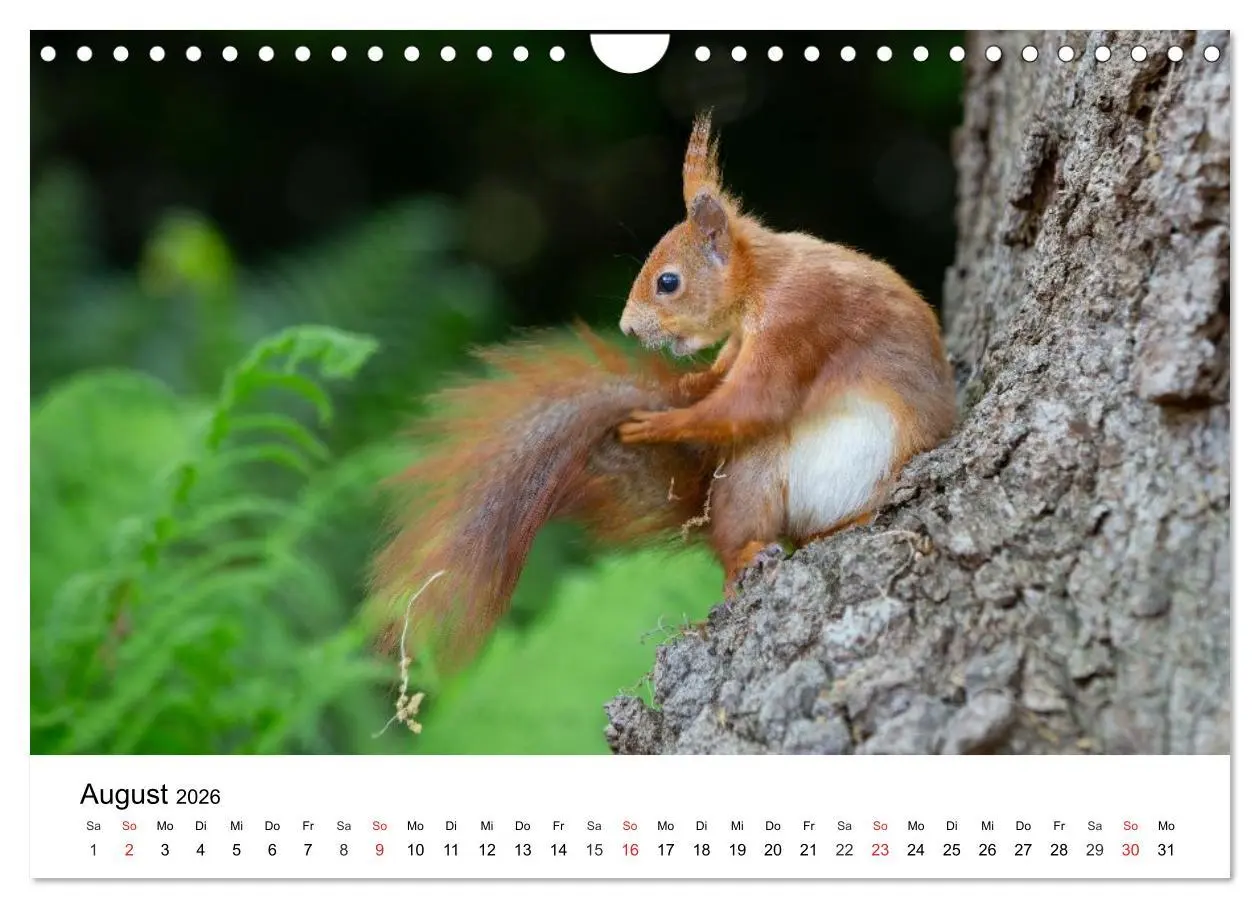 Bild: 9783516039849 | Eichhörnchen - Kleine Kobolde im Roten Pelz (Wandkalender 2026 DIN...