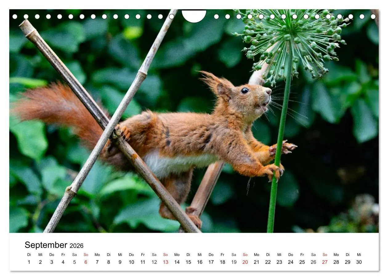 Bild: 9783516039849 | Eichhörnchen - Kleine Kobolde im Roten Pelz (Wandkalender 2026 DIN...