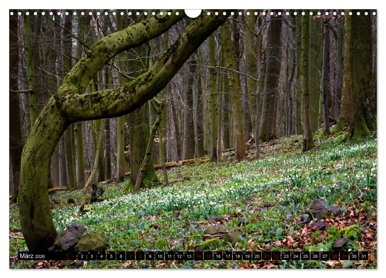 Bild: 9783457869949 | Die Rhön (Wandkalender 2026 DIN A3 quer), CALVENDO Monatskalender