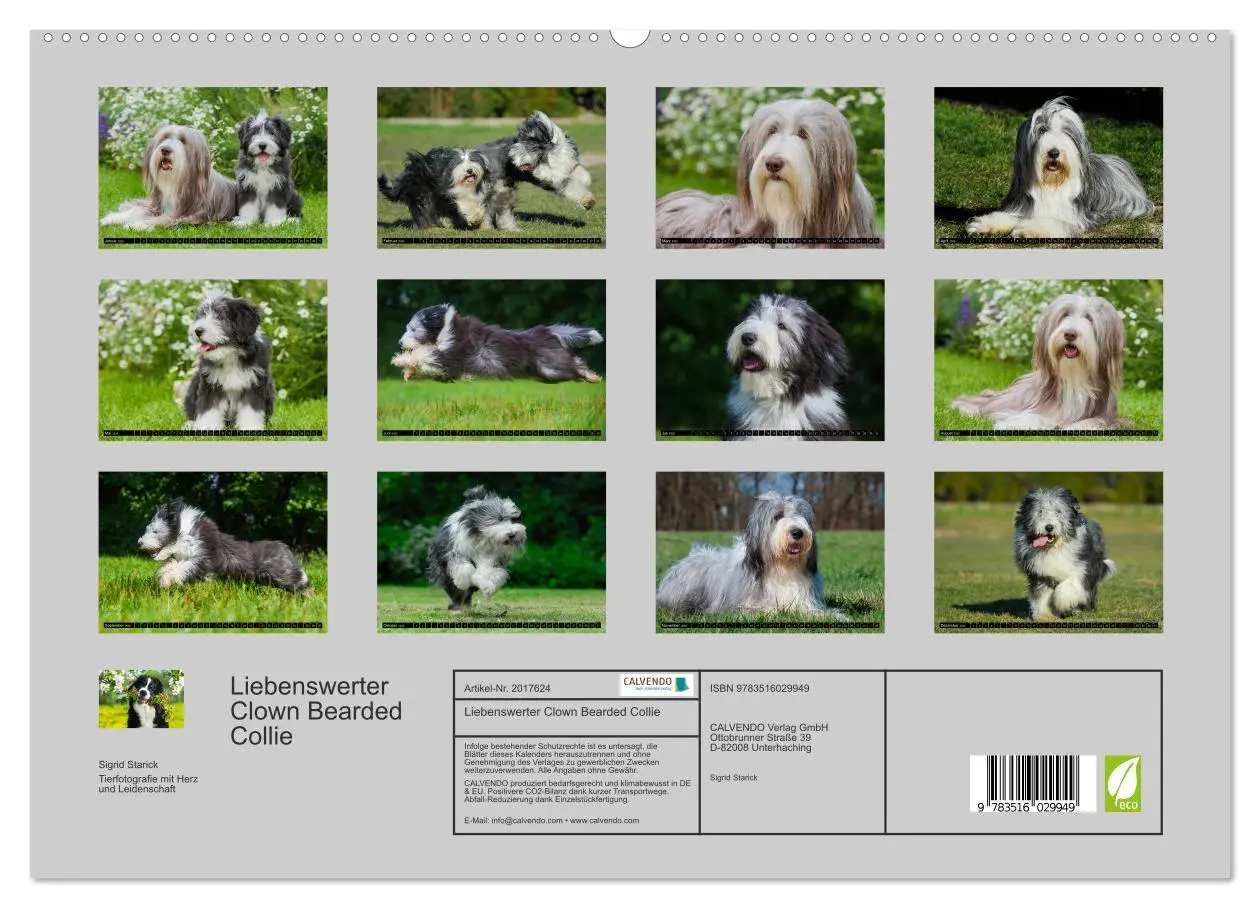 Bild: 9783516029949 | Liebenswerter Clown Bearded Collie (hochwertiger Premium...