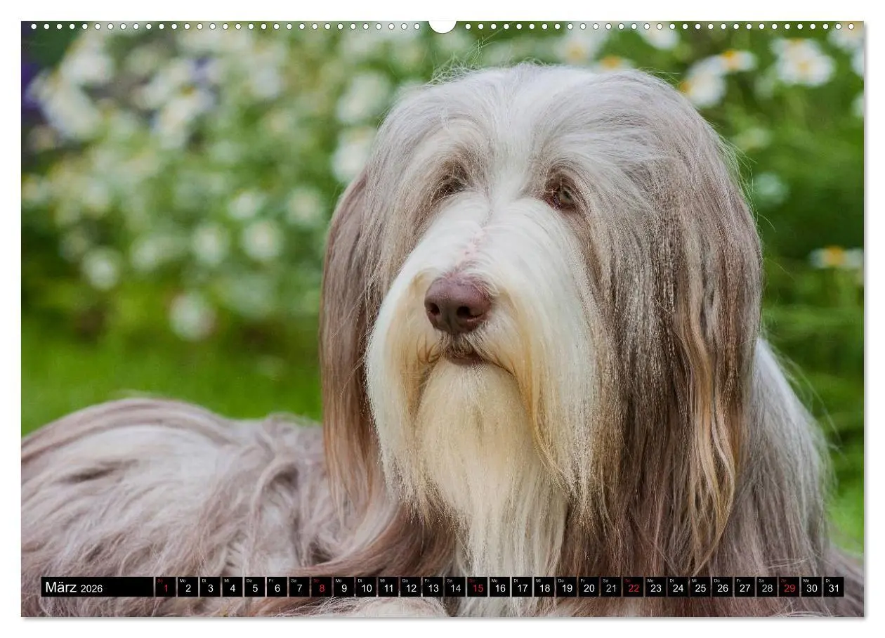 Bild: 9783516029949 | Liebenswerter Clown Bearded Collie (hochwertiger Premium...