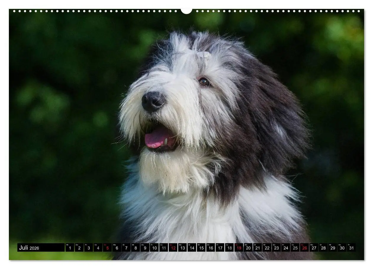 Bild: 9783516029949 | Liebenswerter Clown Bearded Collie (hochwertiger Premium...