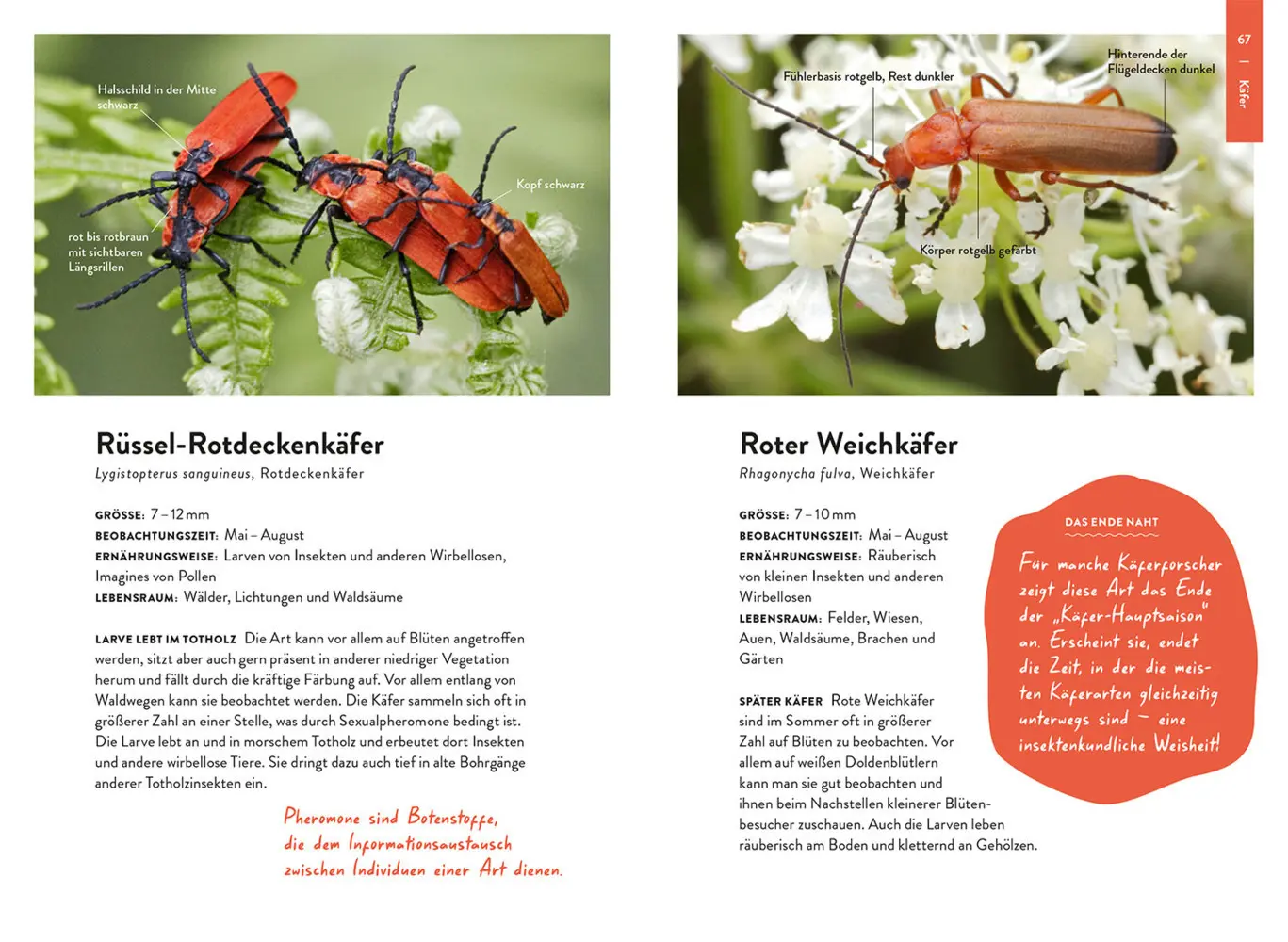 Bild: 9783440180150 | Nature Guide Insekten | Thomas Hörren | Taschenbuch | 160 S. | Deutsch