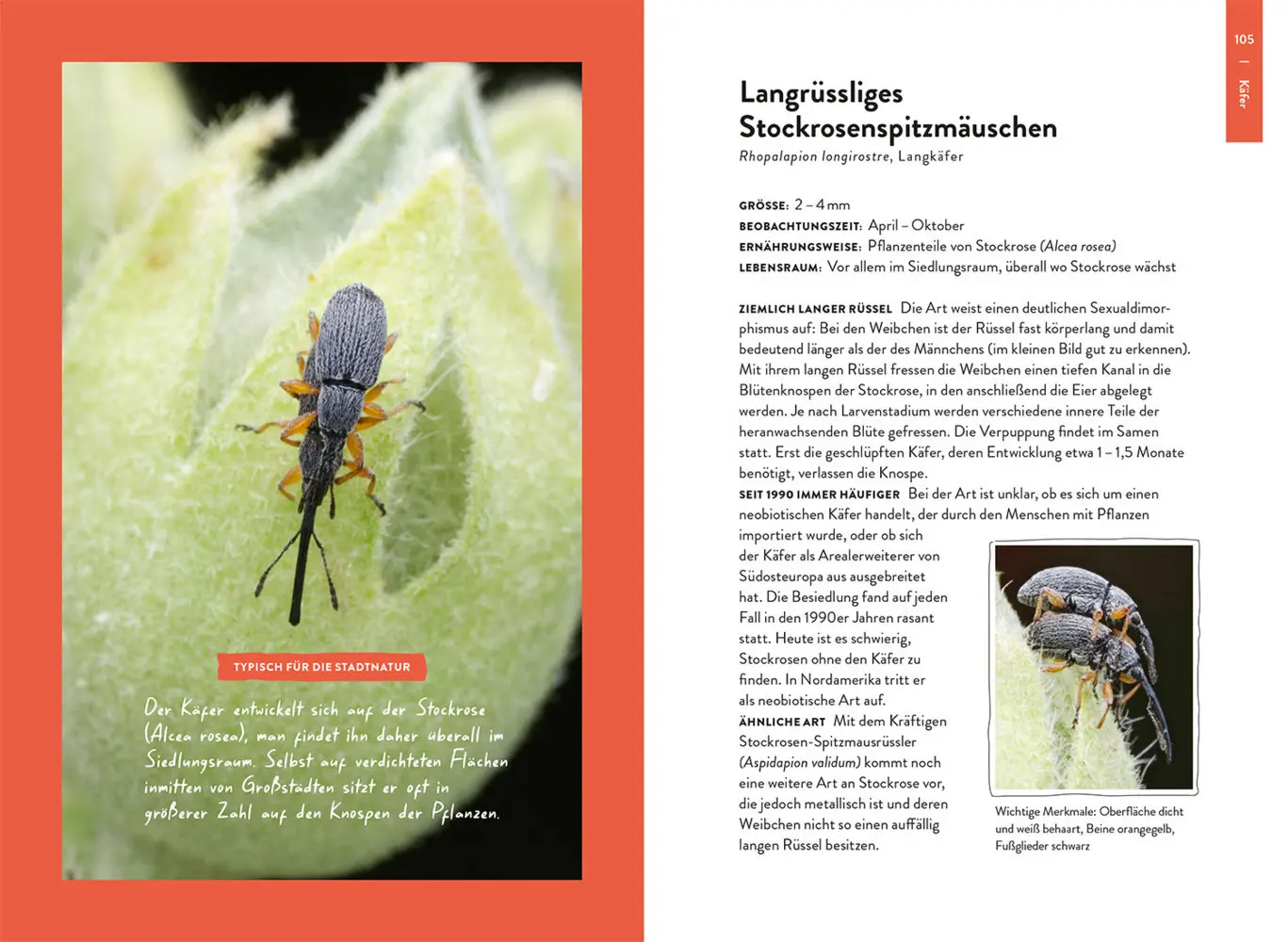 Bild: 9783440180150 | Nature Guide Insekten | Thomas Hörren | Taschenbuch | 160 S. | Deutsch