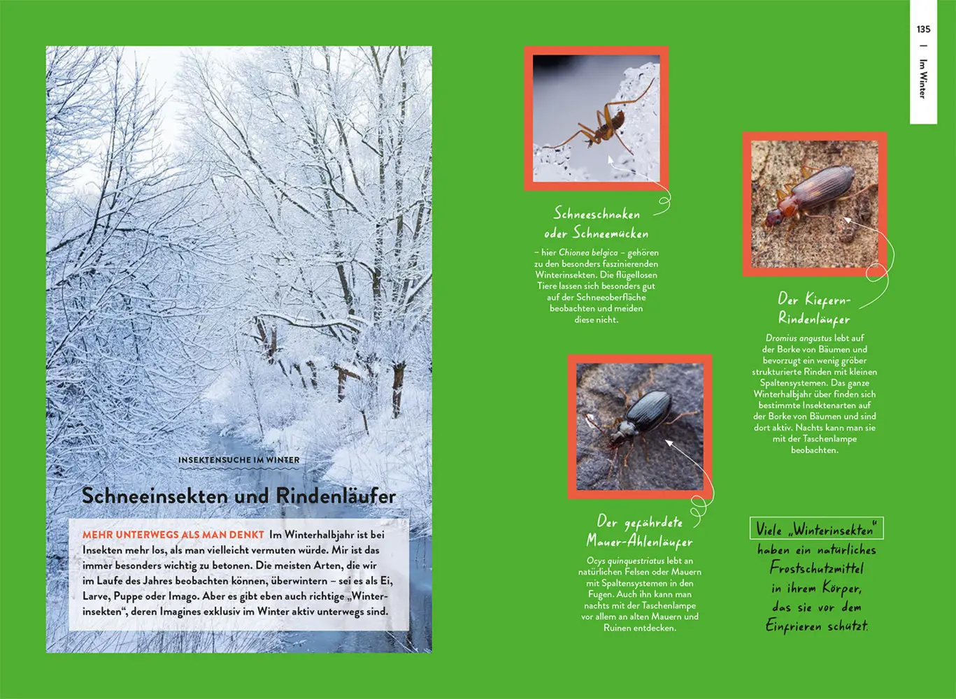 Bild: 9783440180150 | Nature Guide Insekten | Thomas Hörren | Taschenbuch | 160 S. | Deutsch