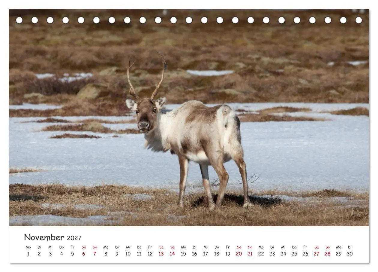 Bild: 9783569720350 | Rentiere (Tischkalender 2027 DIN A5 quer), CALVENDO Monatskalender