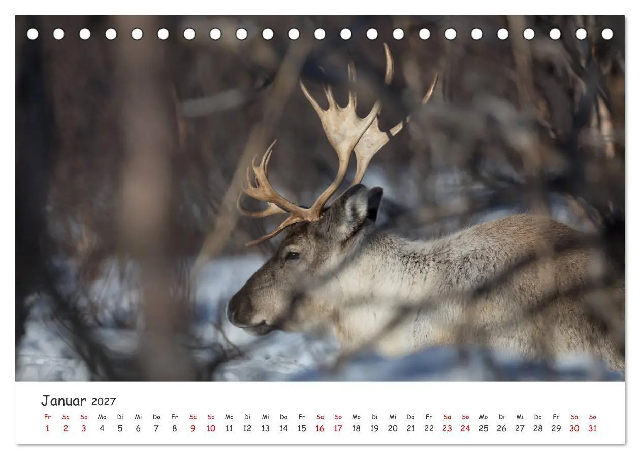 Bild: 9783569720350 | Rentiere (Tischkalender 2027 DIN A5 quer), CALVENDO Monatskalender