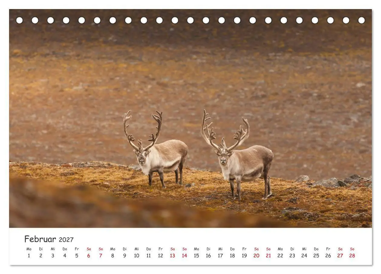 Bild: 9783569720350 | Rentiere (Tischkalender 2027 DIN A5 quer), CALVENDO Monatskalender