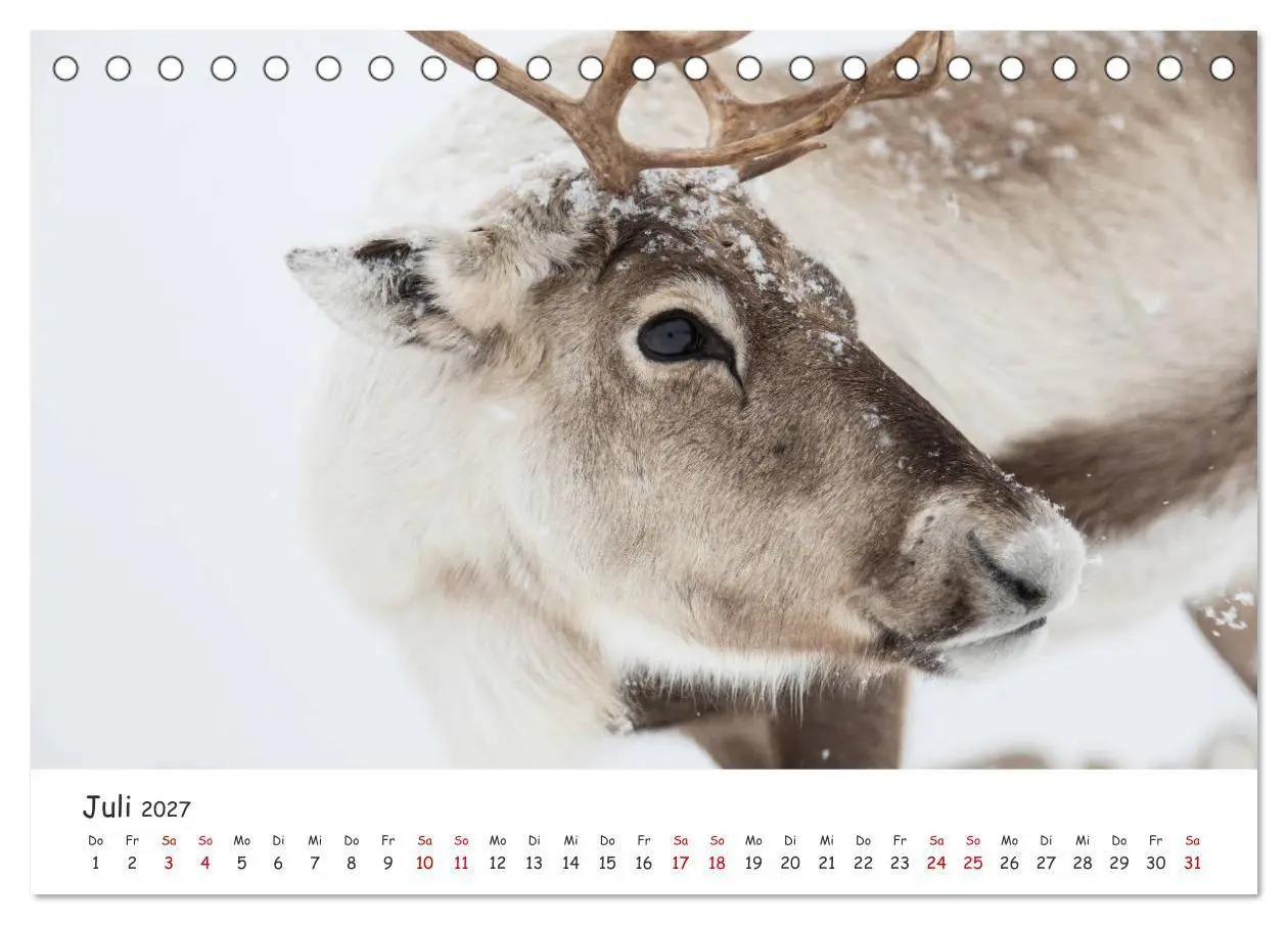 Bild: 9783569720350 | Rentiere (Tischkalender 2027 DIN A5 quer), CALVENDO Monatskalender