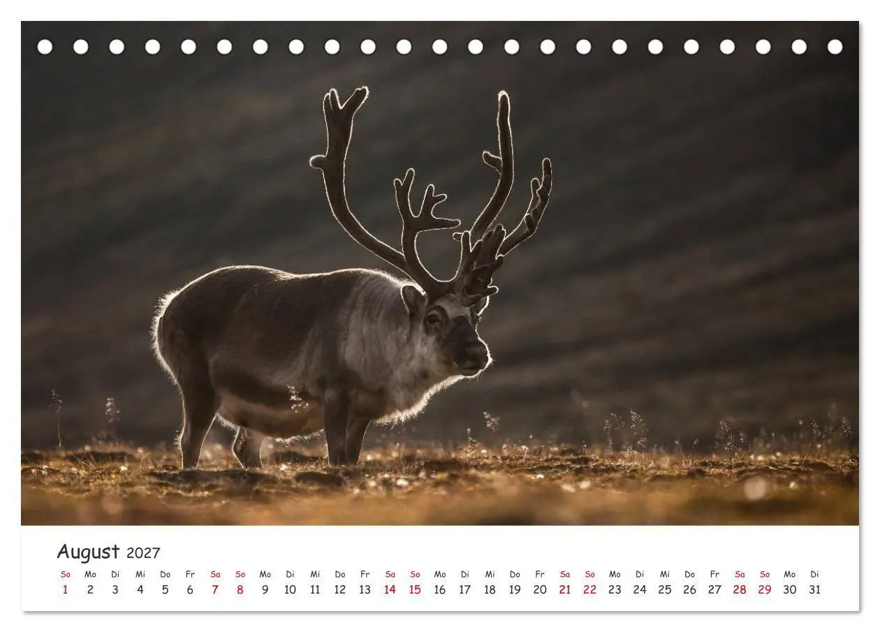 Bild: 9783569720350 | Rentiere (Tischkalender 2027 DIN A5 quer), CALVENDO Monatskalender