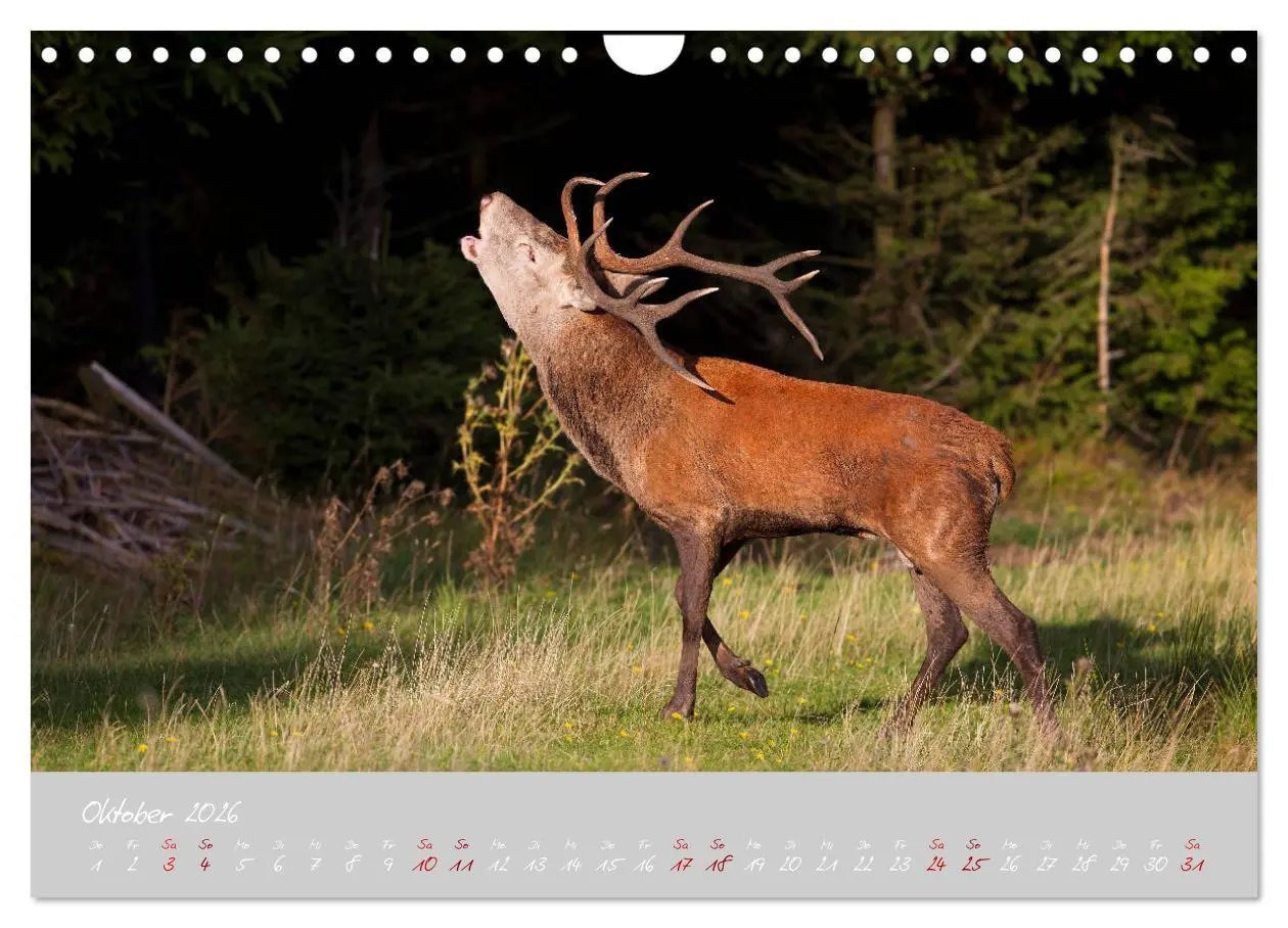 Bild: 9783457770450 | Thüringer Wald Das Grüne Herz Deutschlands (Wandkalender 2026 DIN...