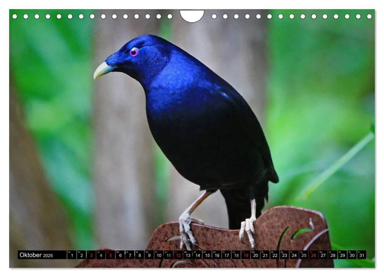 Bild: 9783435740550 | Australiens Tierwelt (Wandkalender 2025 DIN A4 quer), CALVENDO...
