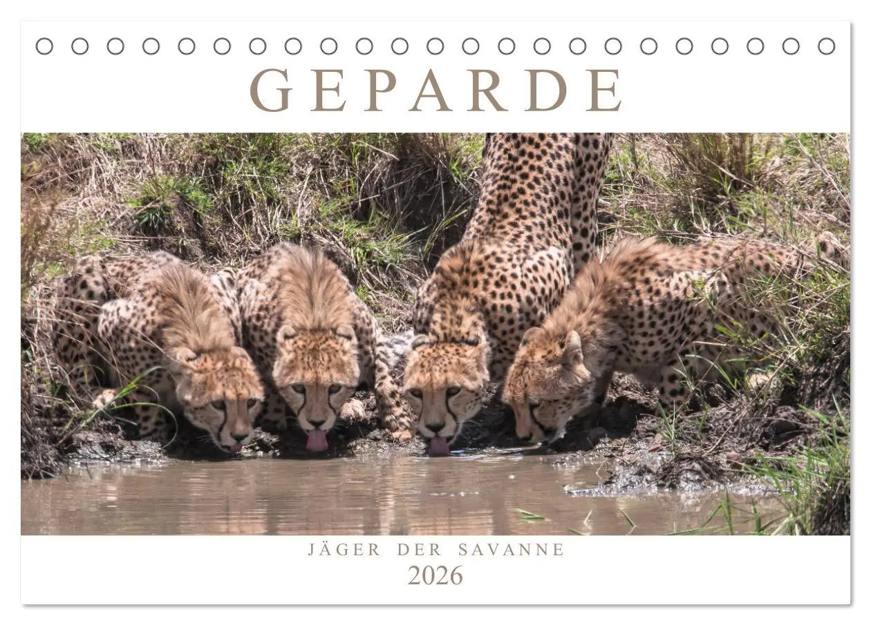Cover: 9783457760550 | Geparde - Jäger der Savanne (Tischkalender 2026 DIN A5 quer),...