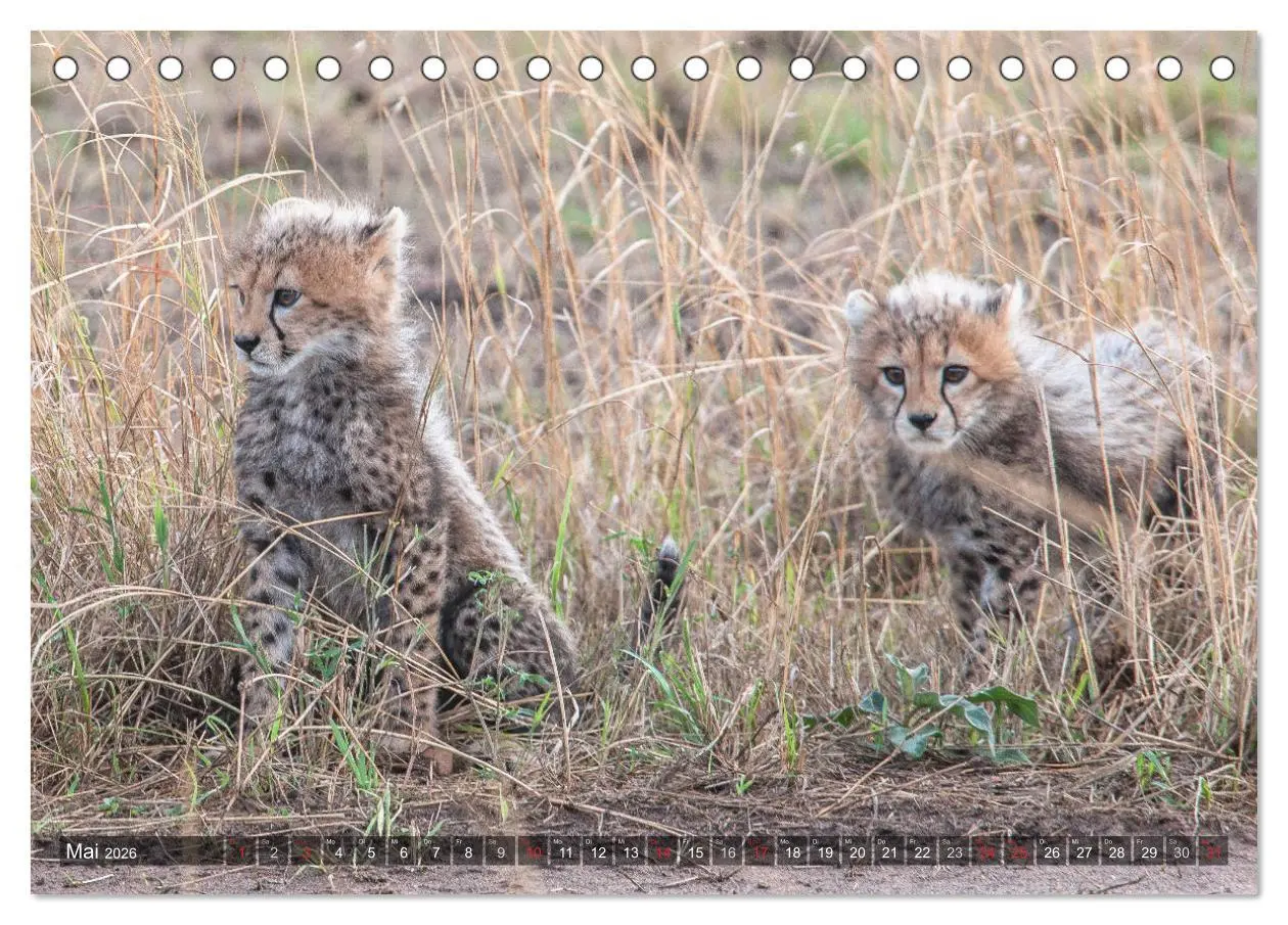 Bild: 9783457760550 | Geparde - Jäger der Savanne (Tischkalender 2026 DIN A5 quer),...