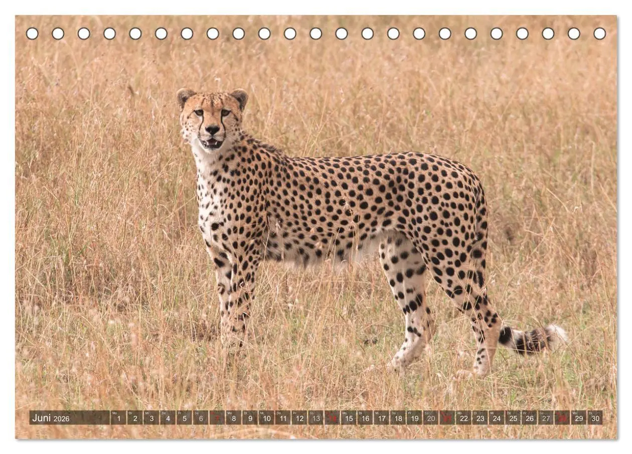 Bild: 9783457760550 | Geparde - Jäger der Savanne (Tischkalender 2026 DIN A5 quer),...