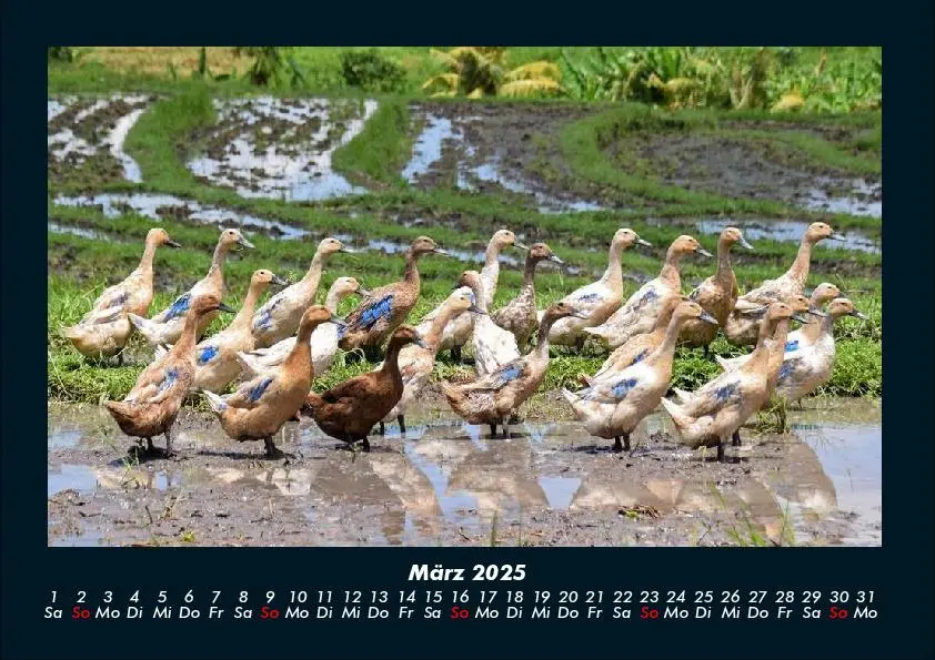 Bild: 9783755990550 | Enten 2025 Fotokalender DIN A4 | Tobias Becker | Kalender | Kalender