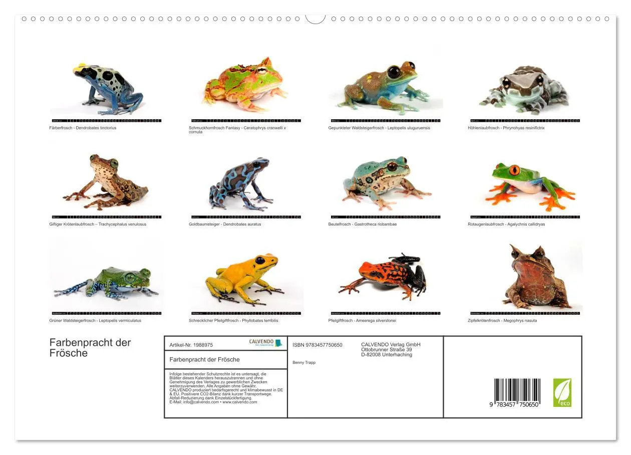 Bild: 9783457750650 | Farbenpracht der Frösche (hochwertiger Premium Wandkalender 2026...