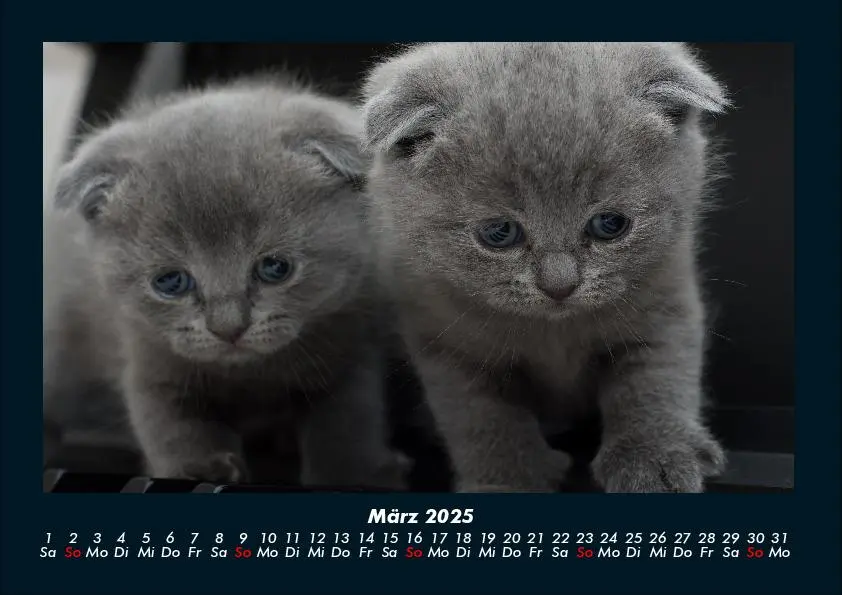 Bild: 9783755970750 | Für Katzenfreunde 2025 Fotokalender DIN A4 | Tobias Becker | Kalender