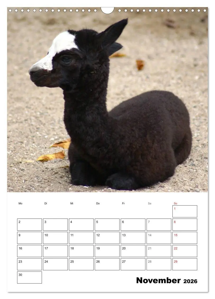 Bild: 9783516430950 | Alpaka und Lama Terminplaner (Wandkalender 2026 DIN A3 hoch),...