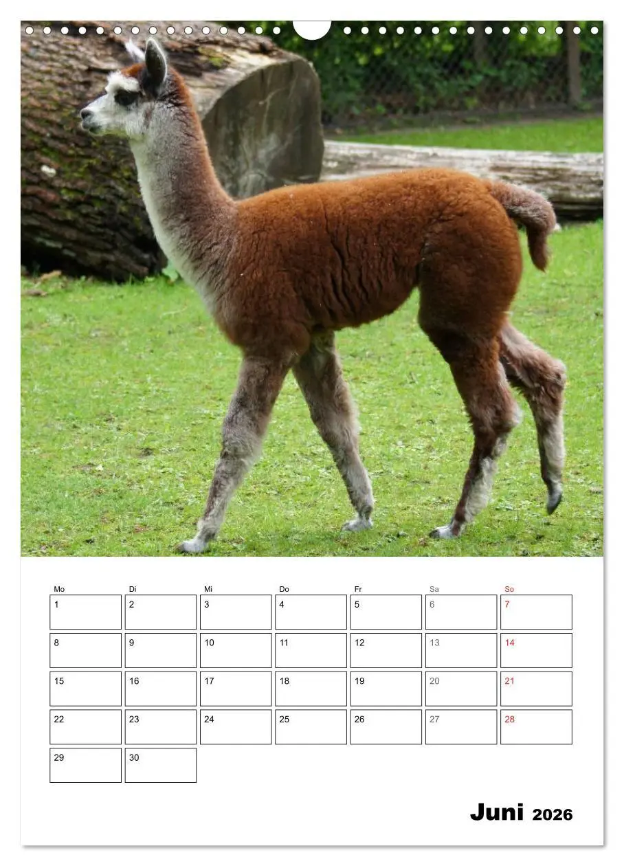 Bild: 9783516430950 | Alpaka und Lama Terminplaner (Wandkalender 2026 DIN A3 hoch),...