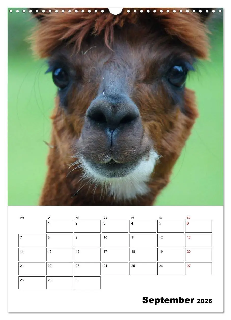 Bild: 9783516430950 | Alpaka und Lama Terminplaner (Wandkalender 2026 DIN A3 hoch),...
