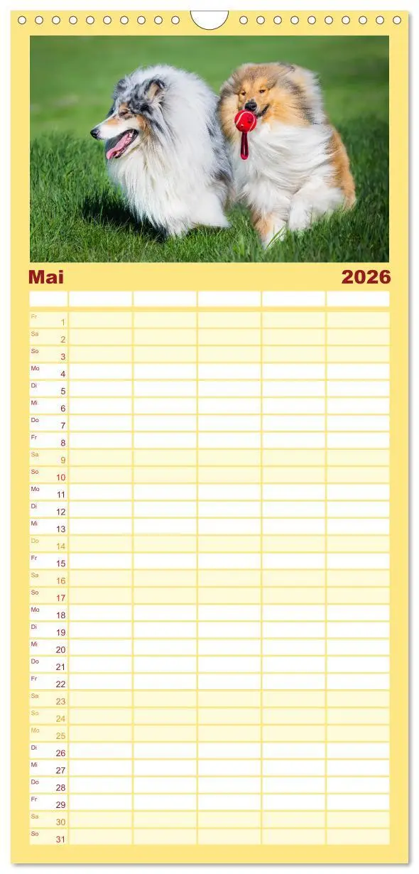 Bild: 9783516491050 | Familienplaner 2026 - Der Collie - ein Hund fürs Herz mit 5 Spalten...