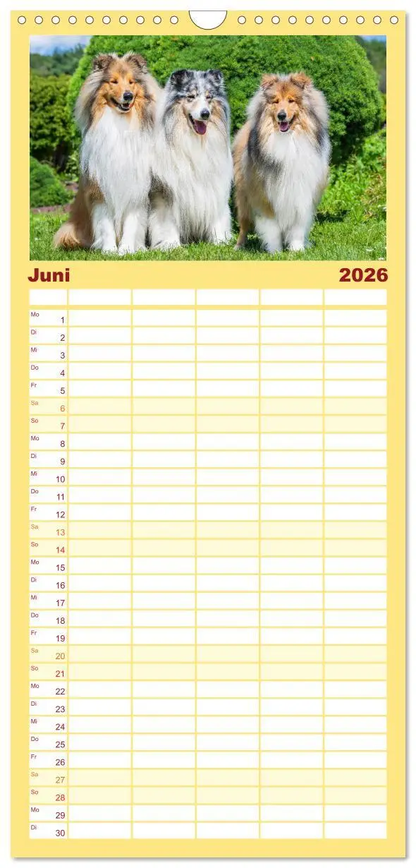 Bild: 9783516491050 | Familienplaner 2026 - Der Collie - ein Hund fürs Herz mit 5 Spalten...