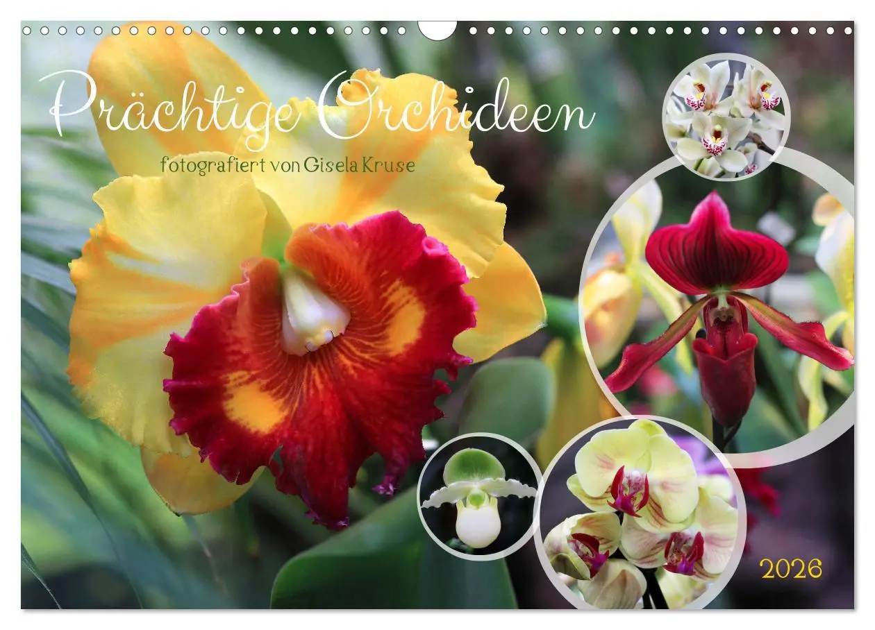 Cover: 9783457461150 | Prächtige Orchideen (Wandkalender 2026 DIN A3 quer), CALVENDO...